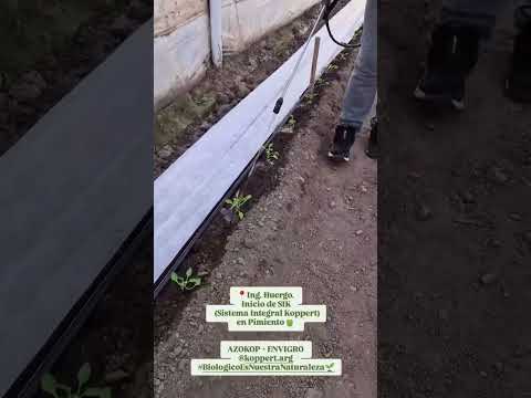 RÍO NEGRO 🇦🇷 Tratamiento biológico en producción de PIMIENTO en Ing. Huergo 🫑💚