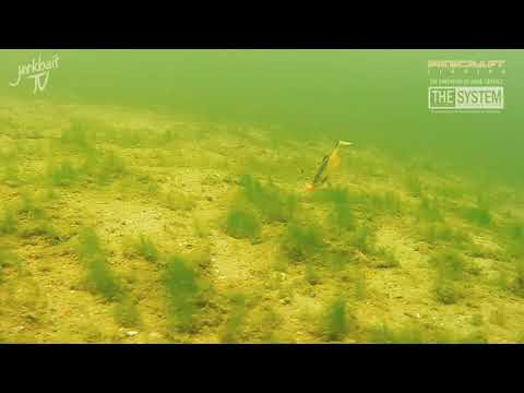 Jig The System mit kleinen Ködern....