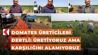 Domates üreticileri dertli: Üretiyoruz ama karşılığını alamıyoruz