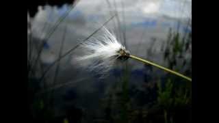 Siionin virsi 226 Ei kanteleeni soi