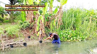 Download lagu It was unexpected that a clean place like this would be the nest of ancient female eels. mp3
