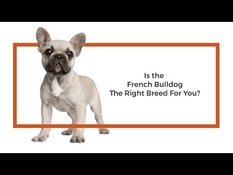 French Bulldog Video