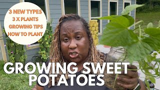 I'm Tripling the Amount| Tips for Growing Sweet Potatoes