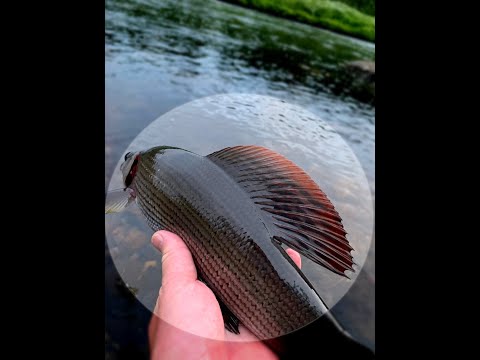 rennostiretkella.fi - Ivalojoki 2019 - Osa 2