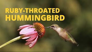 Ruby-throated Hummingbird and Coneflower