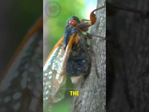 This fungus eats their organs alive | Massospora #shorts