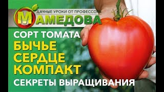 Описание сорта помидоров Томат Бычье сердце гигант