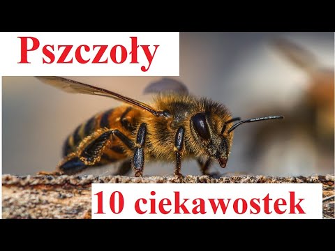Bees - 10 interesting facts