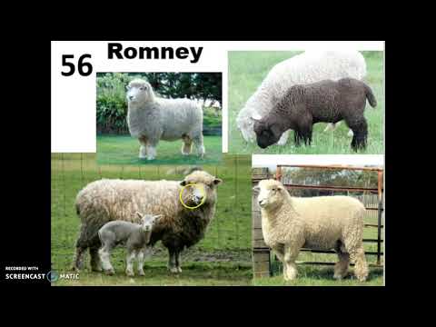 , title : 'Sheep Breeds 52-61'