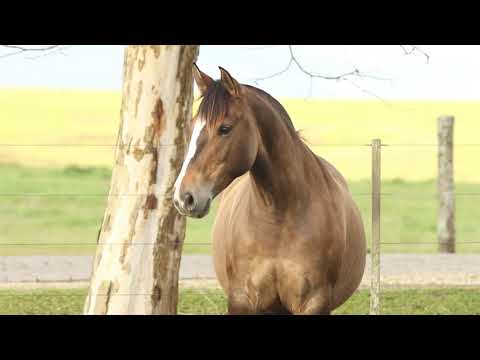 Lote 02   HORNADA 319 DA VENDRAMIN TE