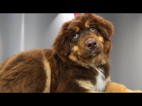 The sweetest & calmest puppy protest in history