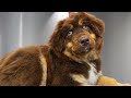 The Sweetest Calmest Puppy Protest In History