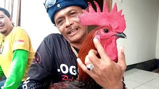 Download lagu ciri ciri suara dan penampilan ayam pelung yang berkulitas by.pakar pelung KH.s.kamil LOGODOR mp3
