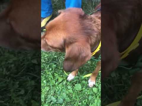 A THEODORE PIACCIONO LE MANDORLE!!! #cane #natura #montagna #animali #mandorle