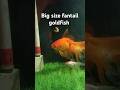 Fantail Goldfish Goldfish Newfishtank Fish Fishtankking Aquarium Aquariam Indian Fishtank