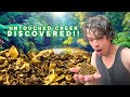 Finding 40 000 Of GOLD In 5 Days Gold Sniping