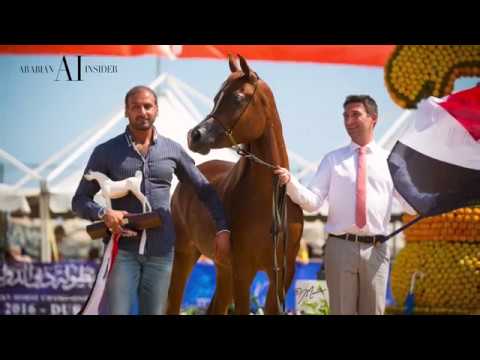 MENTON 2017 | ARABIAN INSIDER | #EPISODE PRESHOW