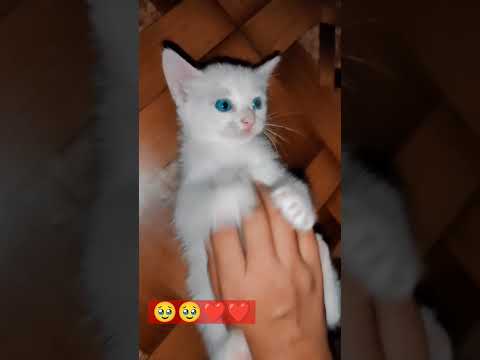 ❤️😘😘#bushra#catlover #shorts #viralvideo #cutecat