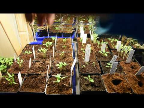 Wie geht es der Chili Aussaat nach drei Wochen - Alles über Chili, Peperoni, Tomate, Paprika #7