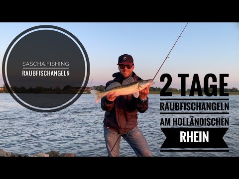 2 Tage Raubfischangeln am Holländischen Rhein. Viel Zander und co. Hecht , Barsch