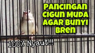 Download lagu Pancingan Cigun Agar Bunyi Speed Rapat, Dijamin Cigun Paud dan Bahan Langsung Ikut Bunyi Bren mp3