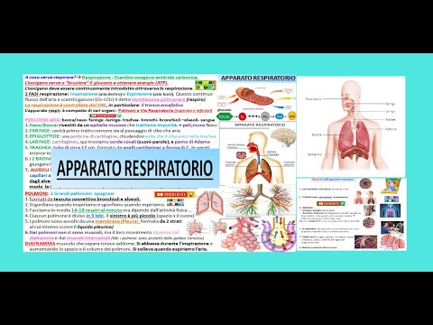 RESPIRATORY SYSTEM simple summary (general and cellular respiration, the lungs ...)