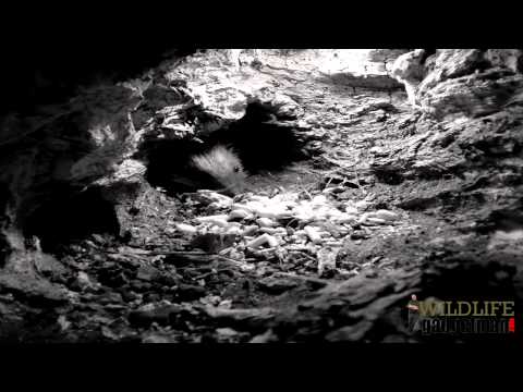 Wildlife Gadgetman - Mammal Stump First Hog Visit 050314