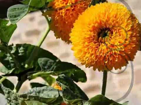 MERCAN DEDE - AB-I VERD