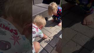 Download lagu Poisonous Dagger Moth Caterpillar, Don't Touch #nature #caterpillar #laborday #summervibes #michigan mp3