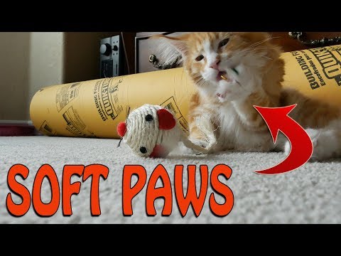 DON'T DECLAW YOUR CAT!!! Try Soft Paw Nail Caps Instead!