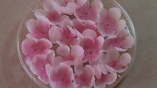 "Transpacific Borderlands" Artist Profile: Erica Kaminishi