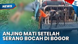 Anjing Pemburu Babi Mati setelah Serang Bocah hingga Tewas di Bogor, Ini Pemicunyaa