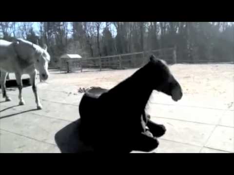 Ashanti weckt Perlito