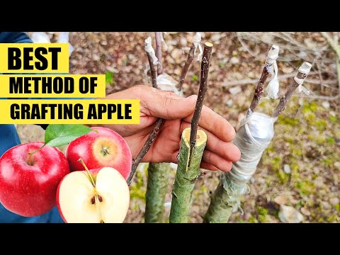 How to graft an apple tree | Grafting apple | apple Grafting technique