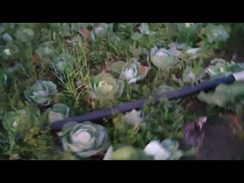 Daily vlog day 123.#ganw 