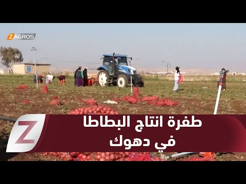 فيديو | #دهوك.. طفرة في انتاج البطاطا ويتحول الى ثاني محصول استراتيجي بعد القمح
