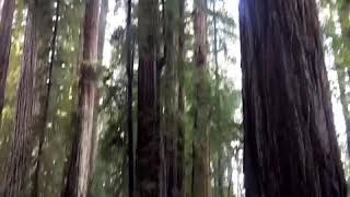 Wildwood in the Redwoods