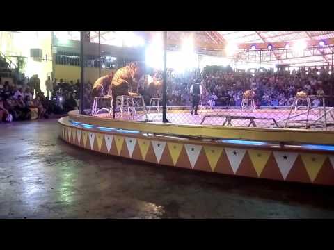 Big Cat Show @Srichar tiger zoo @Bangkok