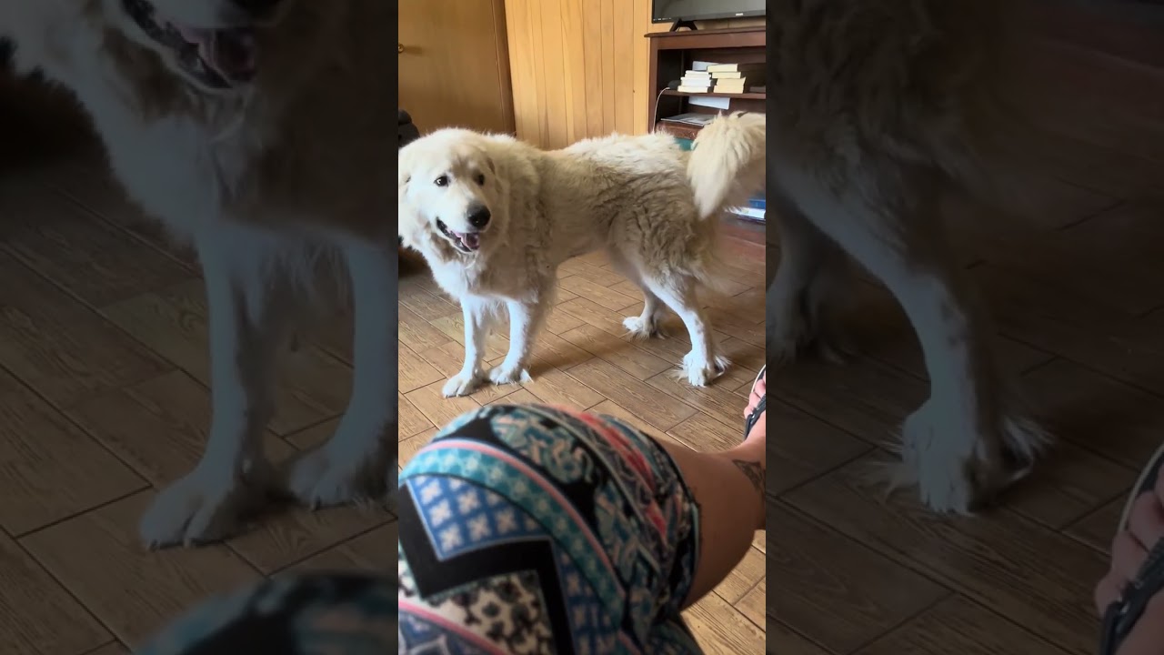 Lillie in MS - Loves Peanut Butter Ritz Bits!, a ADOPTABLE Great Pyrenees in Gulfport, MS video 4/4