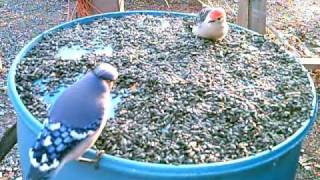 cardinal,wood pecker,finch, dove,cowbird,blue jay,... the stare down, fluff up, or wait a while