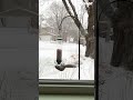 He did this to himself... 😂 #shorts #cute #funny  #squirrel #spin