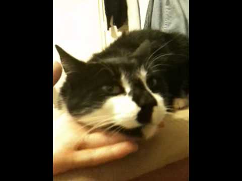 Cat likes being tickled under the chin.