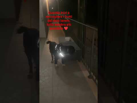 Joy è un cane che vuole vivere e godere della quotidianità del suo branco e ce lo dimostra così ❤️💪🐕