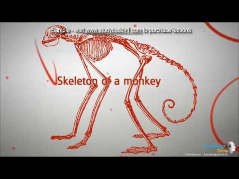 G10 12 1  Introduction to support, movement and locomotion