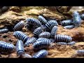 Zebra Pillbugs: A Quick Guide