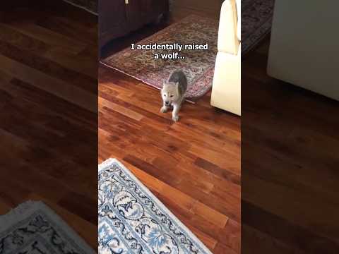 I Accidentally Raised A Wolf 🐺 #animals #hearttouching