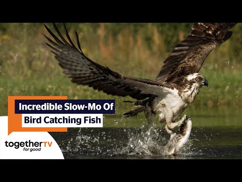 Incredible Moment Osprey Bird Catches Fish In Water | Highlands With Ewan McGregor