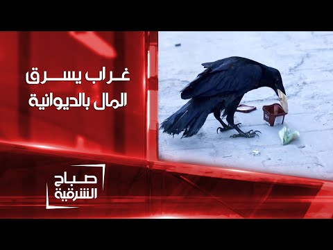 شاهد بالفيديو.. غراب يسرق بوضح النهار في #الديوانية | صباح الشرقية