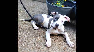 Video preview image #1 Mutt Puppy For Sale in Germanton, TN, USA