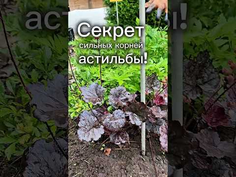 фото астильбы. корневища от 10р/шт, саженец от 21 руб. 11 сортов. теневыносливые многолетники 0